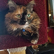 Pumkin is registered to the contest to win money with this photo: animal, blue_bell, carpeted_surface, cat, cat_tree, closeup, collar, cozy, curious, cute, decor, fluffy, furniture, green_eyes, household, indoor, paw, pet, resting, tortoiseshell