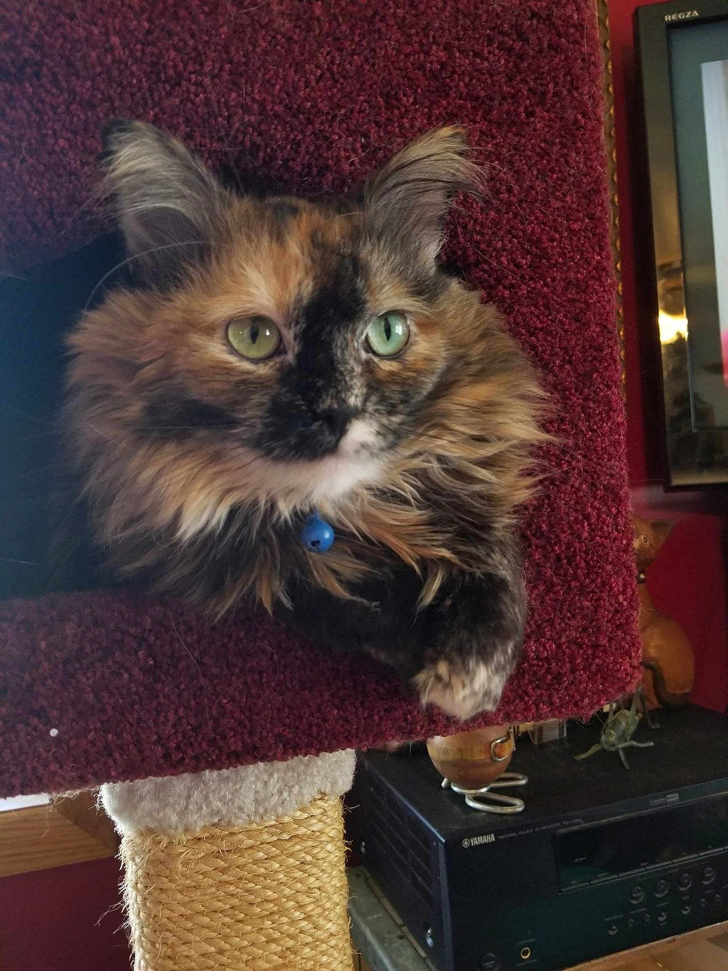 Pumkin