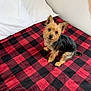 dog, bed, pillow, plaid, red, black, pet, fur, small_dog, indoors, cozy, looking_up, cute, animal, canine, fur_texture, resting, companion, domestic, alert