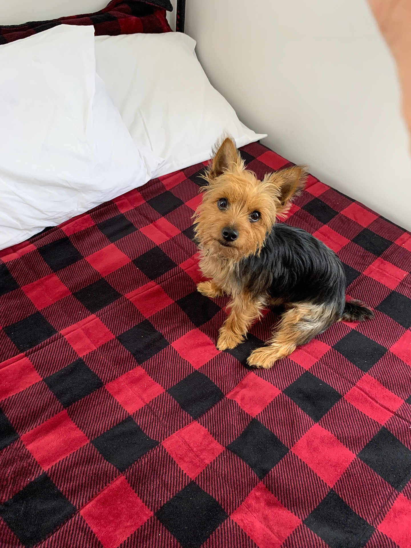 Bentley joined the competition — help win amazing prizes! dog, bed, pillow, plaid, red, black, pet, fur, small_dog, indoors, cozy, looking_up, cute, animal, canine, fur_texture, resting, companion, domestic, alert