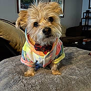Jerry is registered to the contest to win money with this photo: dog, puppy, hoodie, bow_tie, fluffy_blanket, indoor, pet, cute, small_dog, fur, canine, curious, living_room, couch, artwork, decor, furniture, cozy, portrait, animal