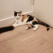 Athéna a rejoint le concours — aidez-le/la à gagner de superbes lots ! cat, calico, feline, pet, indoor, floor, wooden_floor, corner, resting, animal, cute, fur, whiskers, tail, black_tail, white, brown, black, domestic_cat, relaxed