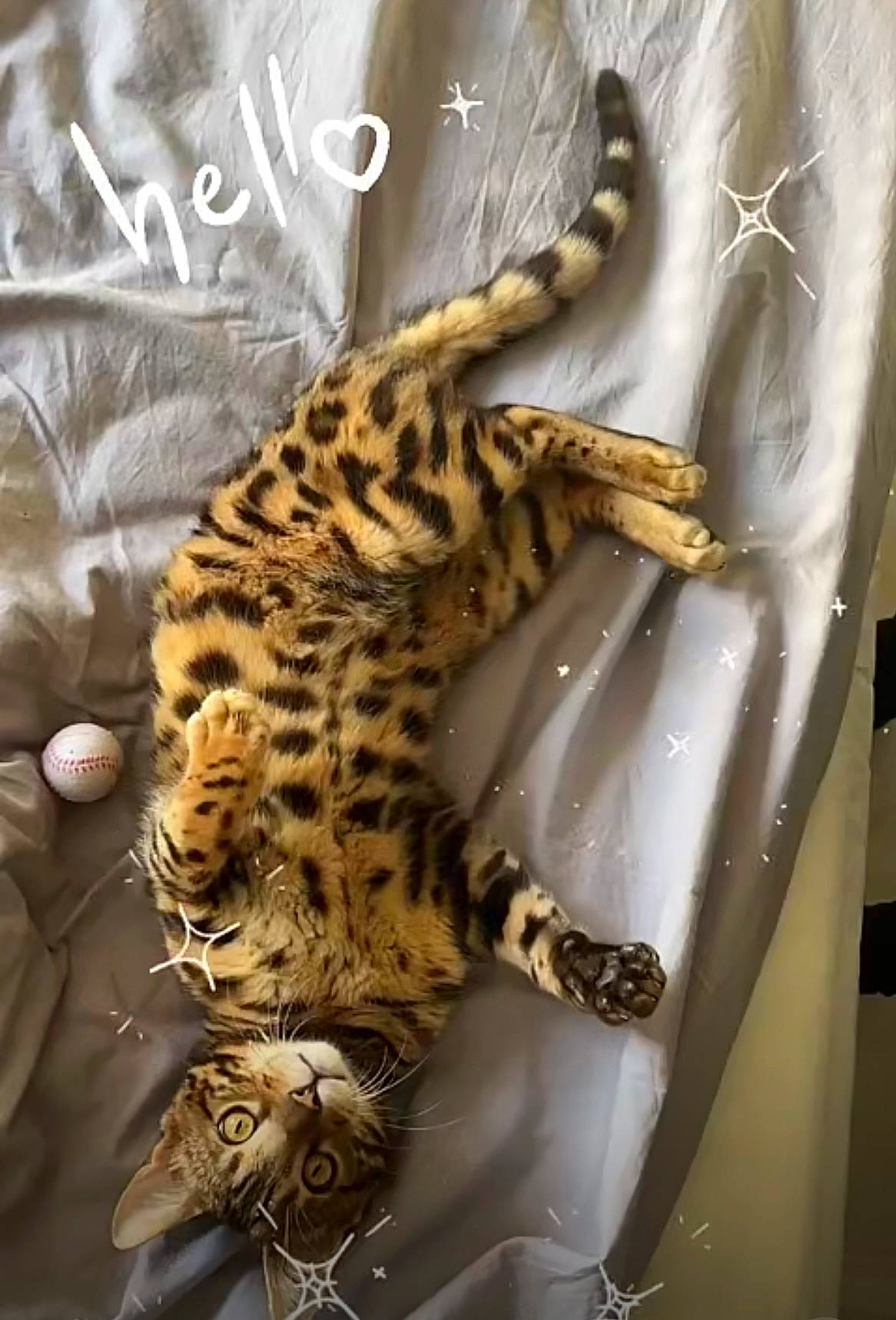 Maestro participe au concours pour gagner de l'argent avec cette photo : african_leopard, big_cats, carnivore, cat, claw, felidae, foot, fur, jaguar, leopard, organism, paw, small_to_medium_sized_cats, snout, snow_leopard, tail, terrestrial_animal, toy, whiskers, wildlife