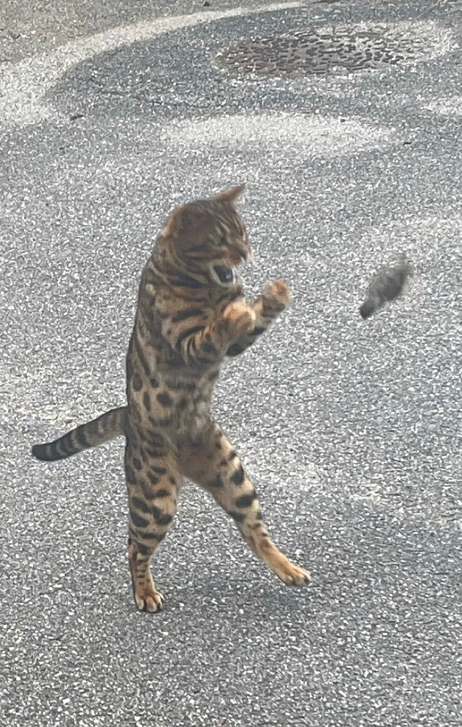 Maestro a rejoint le concours — aidez-le/la à gagner de superbes lots ! asphalt, big_cats, carnivore, cat, claw, domestic_short_haired_cat, felidae, fur, grass, paw, road, road_surface, sand, small_to_medium_sized_cats, snout, tail, tar, terrestrial_animal, whiskers