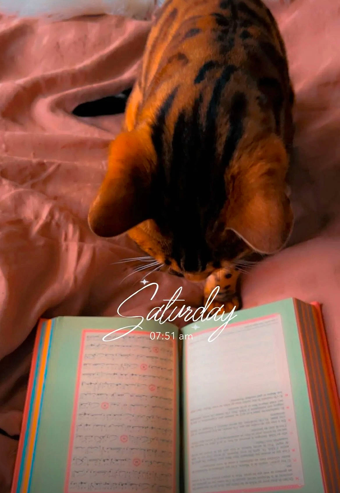 Maestro a rejoint le concours — aidez-le/la à gagner de superbes lots ! bengal_tiger, big_cats, book, carnivore, design, felidae, finger, font, fur, hand, handwriting, human_body, long_hair, nail, publication, terrestrial_animal, tiger, whiskers, writing, writing_instrument_accessory