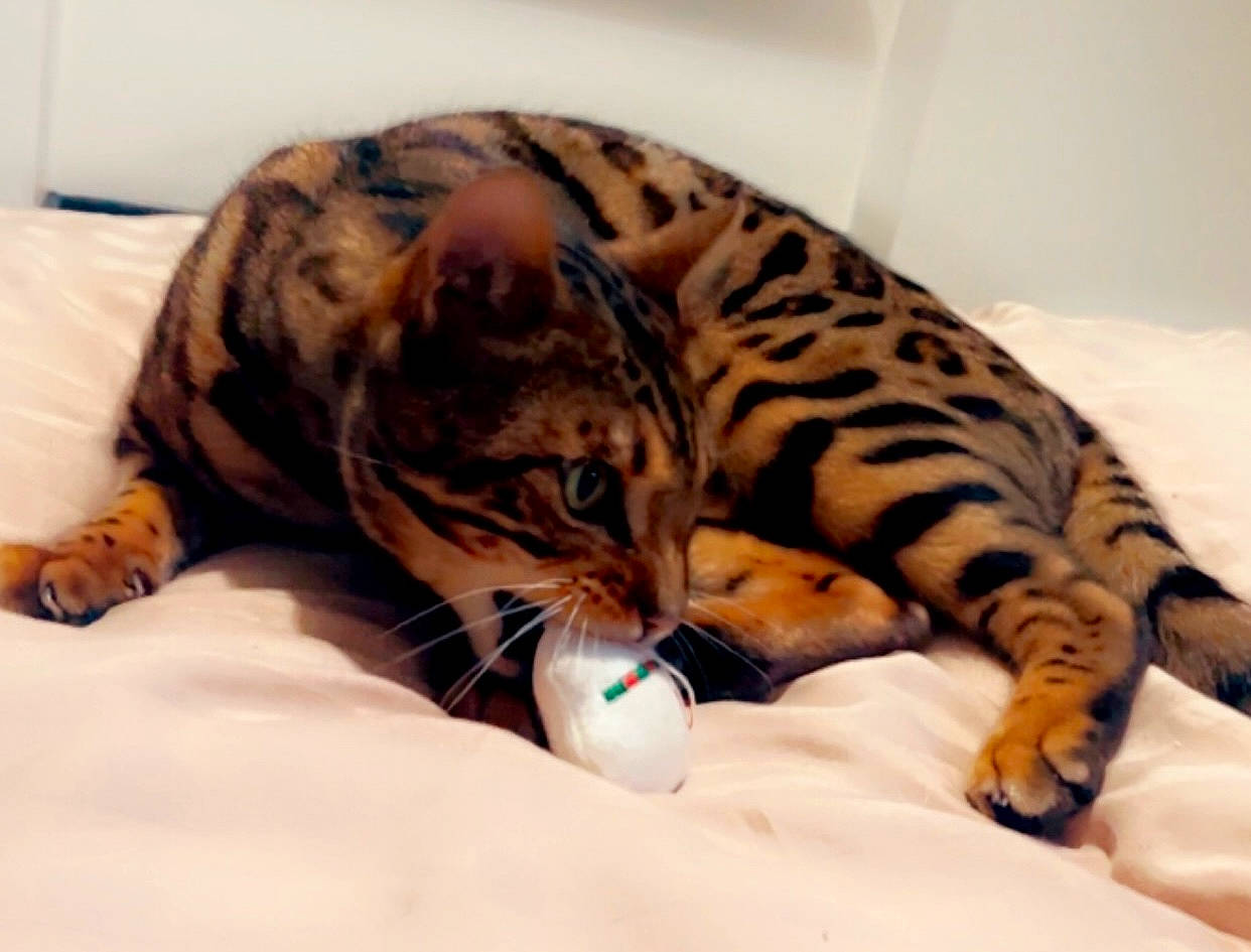 Maestro participe au concours pour gagner de l'argent avec cette photo : bed, big_cats, carnivore, cat, claw, comfort, domestic_short_haired_cat, fawn, felidae, foot, fur, jaguar, leopard, nap, paw, small_to_medium_sized_cats, snout, terrestrial_animal, whiskers, wildlife