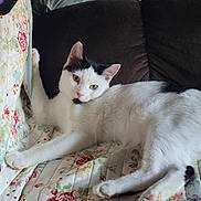 Ozzy is registered to the contest to win money with this photo: animal, black_patches, cat, couch, cozy, ears, face, feline, floral_pattern, home, indoor, paws, pet, plastic_bags, quilt, relaxed, resting, stretching, whiskers, white_cat