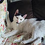 animal, black_patches, cat, couch, cozy, ears, face, feline, floral_pattern, home, indoor, paws, pet, plastic_bags, quilt, relaxed, resting, stretching, whiskers, white_cat