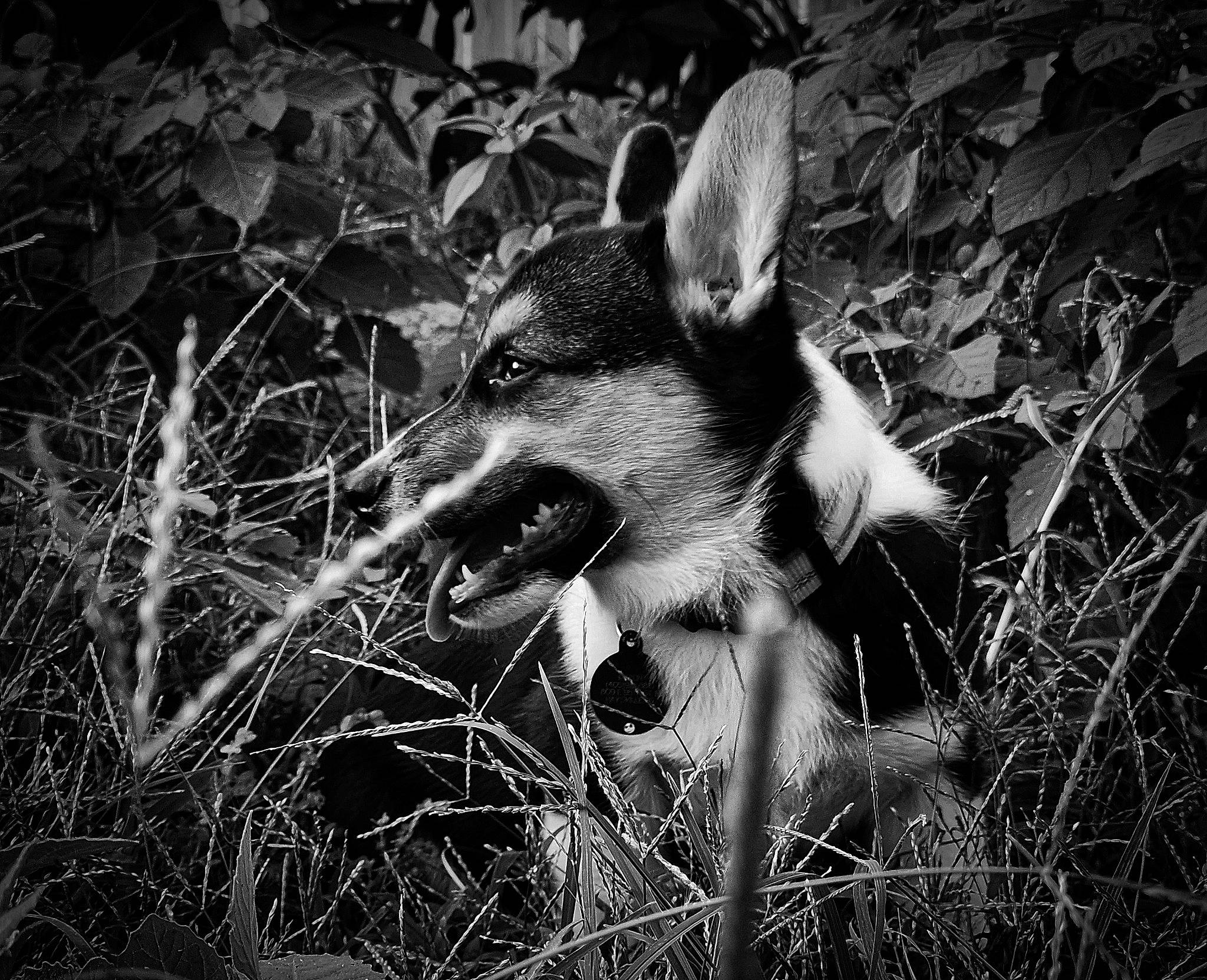 Merlin is registered to the contest to win money with this photo: black_and_white, carnivore, darkness, dog, dog_breed, fawn, flash_photography, forest, grass, monochrome, monochrome_photography, snout, soil, sporting_group, stock_photography, style, tail, terrestrial_animal, whiskers, wildlife