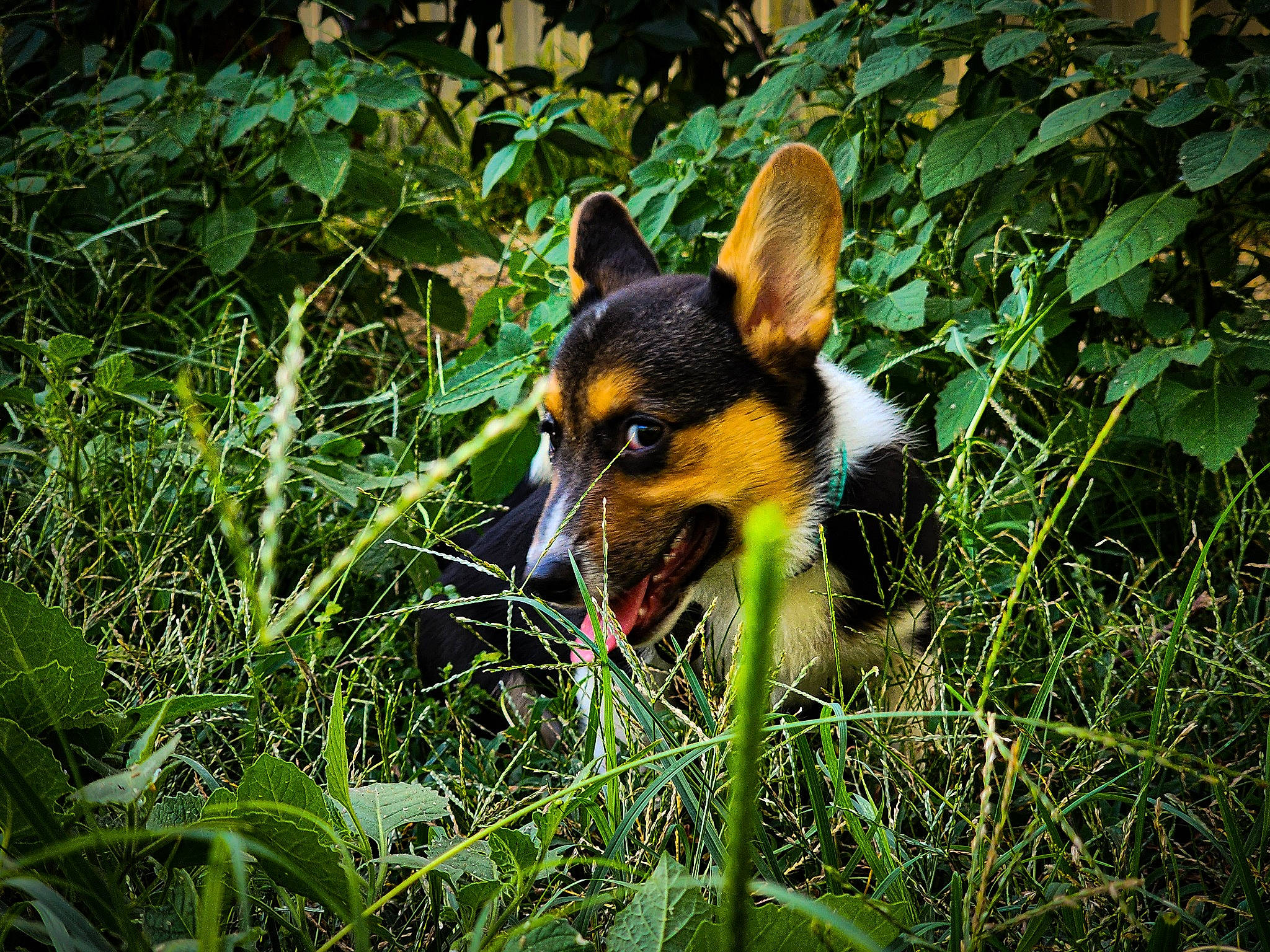 Merlin joined the competition — help win amazing prizes! biting, canidae, carnivore, companion_dog, dog, dog_breed, fawn, forest, grass, groundcover, jungle, natural_landscape, plant, snout, sporting_group, terrestrial_animal, terrestrial_plant, vegetation, whiskers, working_dog