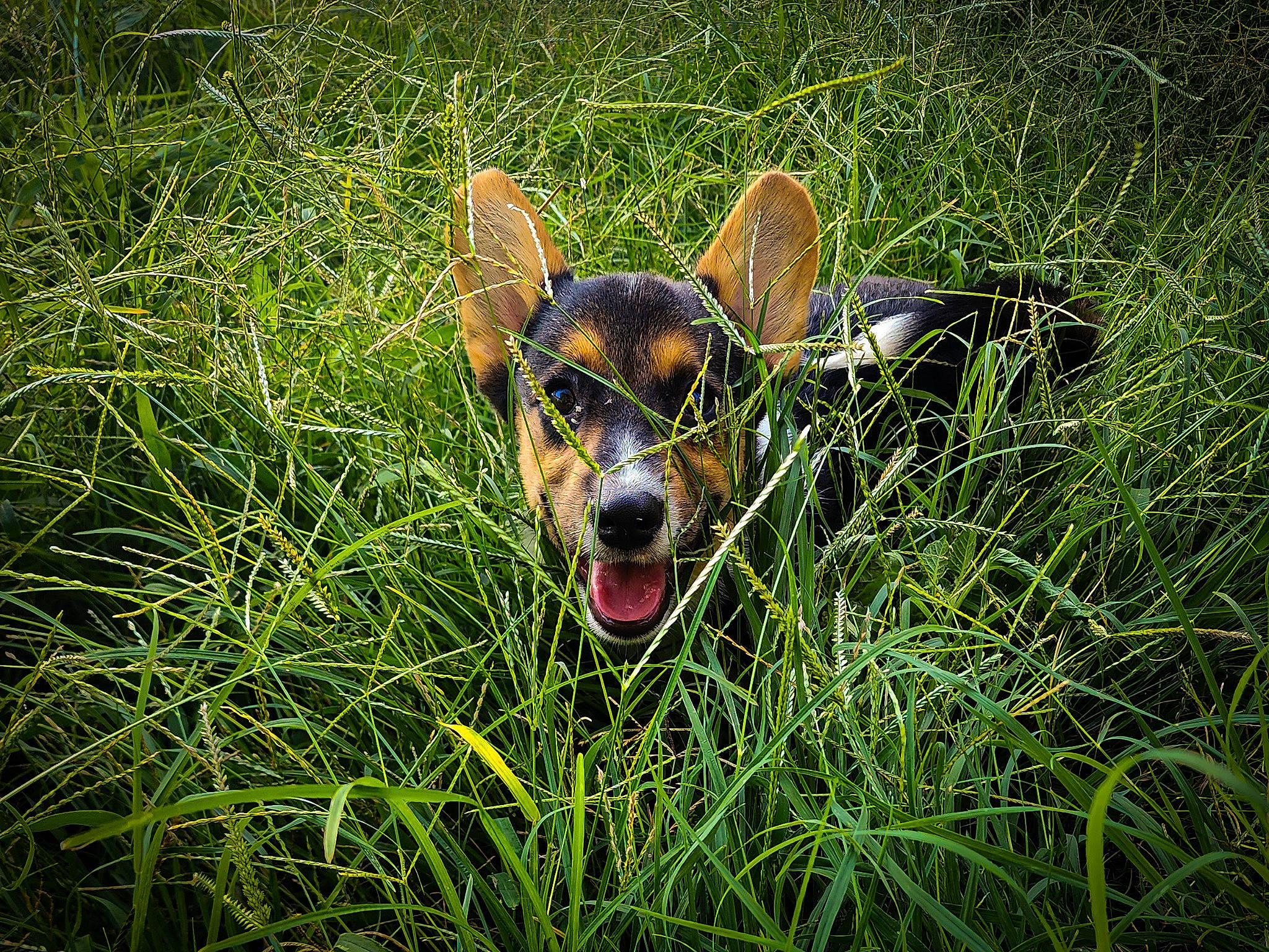 Merlin joined the competition — help win amazing prizes! carnivore, companion_dog, dog, dog_breed, fawn, grass, grassland, groundcover, happy, meadow, pasture, people_in_nature, plant, prairie, shrub, sunglasses, terrestrial_animal, terrestrial_plant, whiskers, working_animal