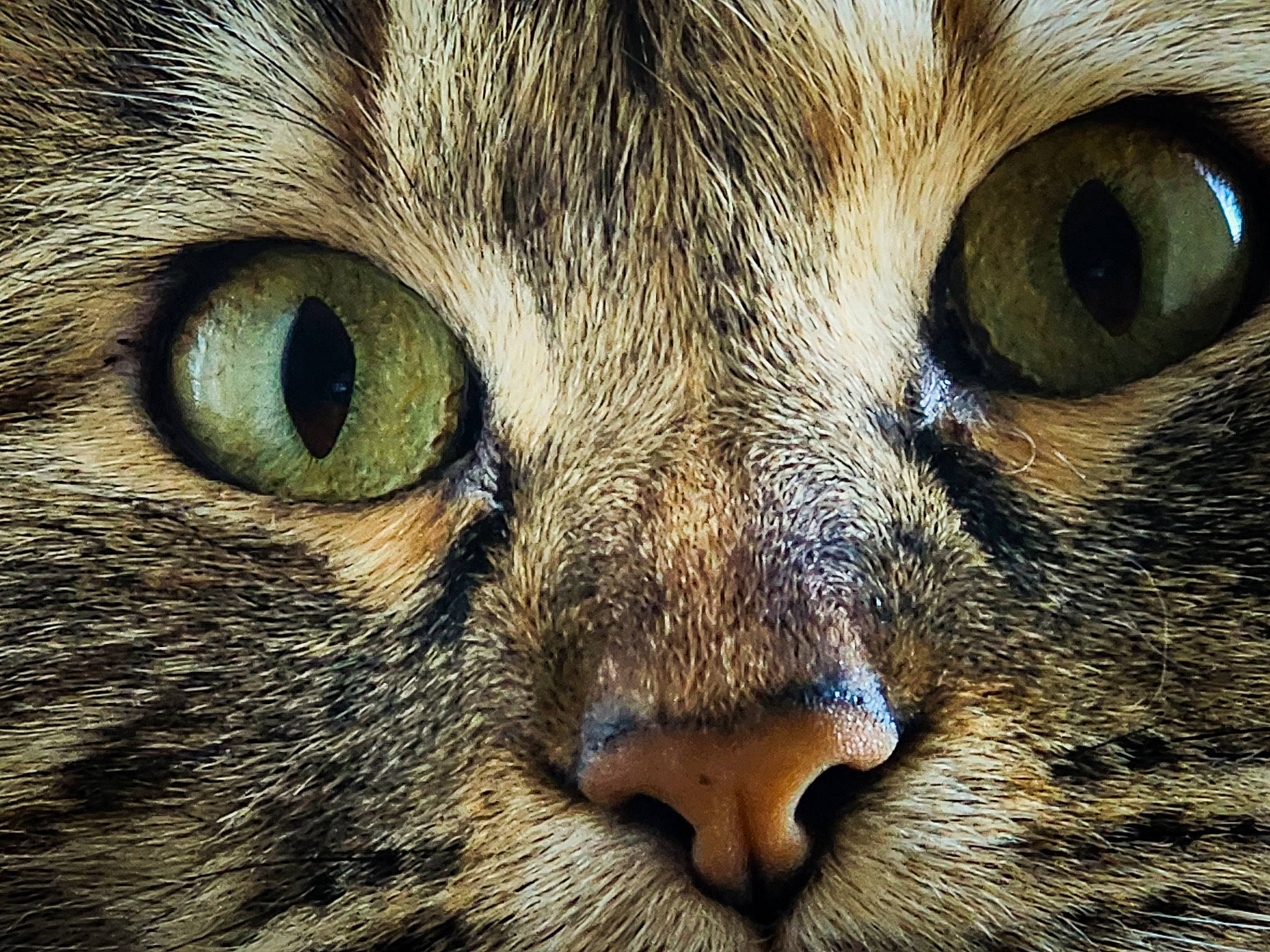 Freya joined the competition — help win amazing prizes! carnivore, cat, close_up, domestic_short_haired_cat, electric_blue, felidae, fur, mammal, small_to_medium_sized_cats, snout, terrestrial_animal, vertebrate, whiskers, wildlife