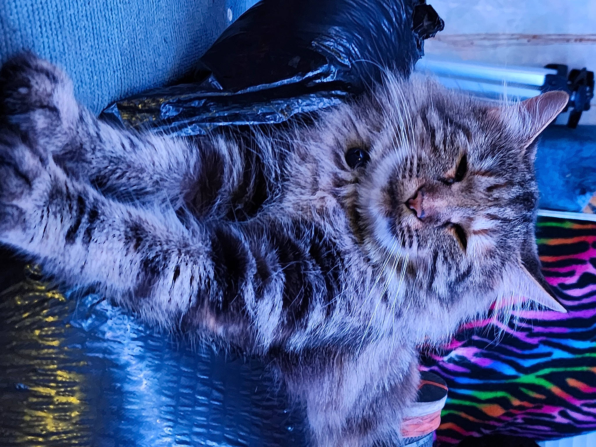 Freya is registered to the contest to win money with this photo: art, blue, carnivore, cat, claw, domestic_short_haired_cat, electric_blue, felidae, fur, grass, organism, paw, reflection, small_to_medium_sized_cats, snout, tail, vertebrate, water, whiskers, window