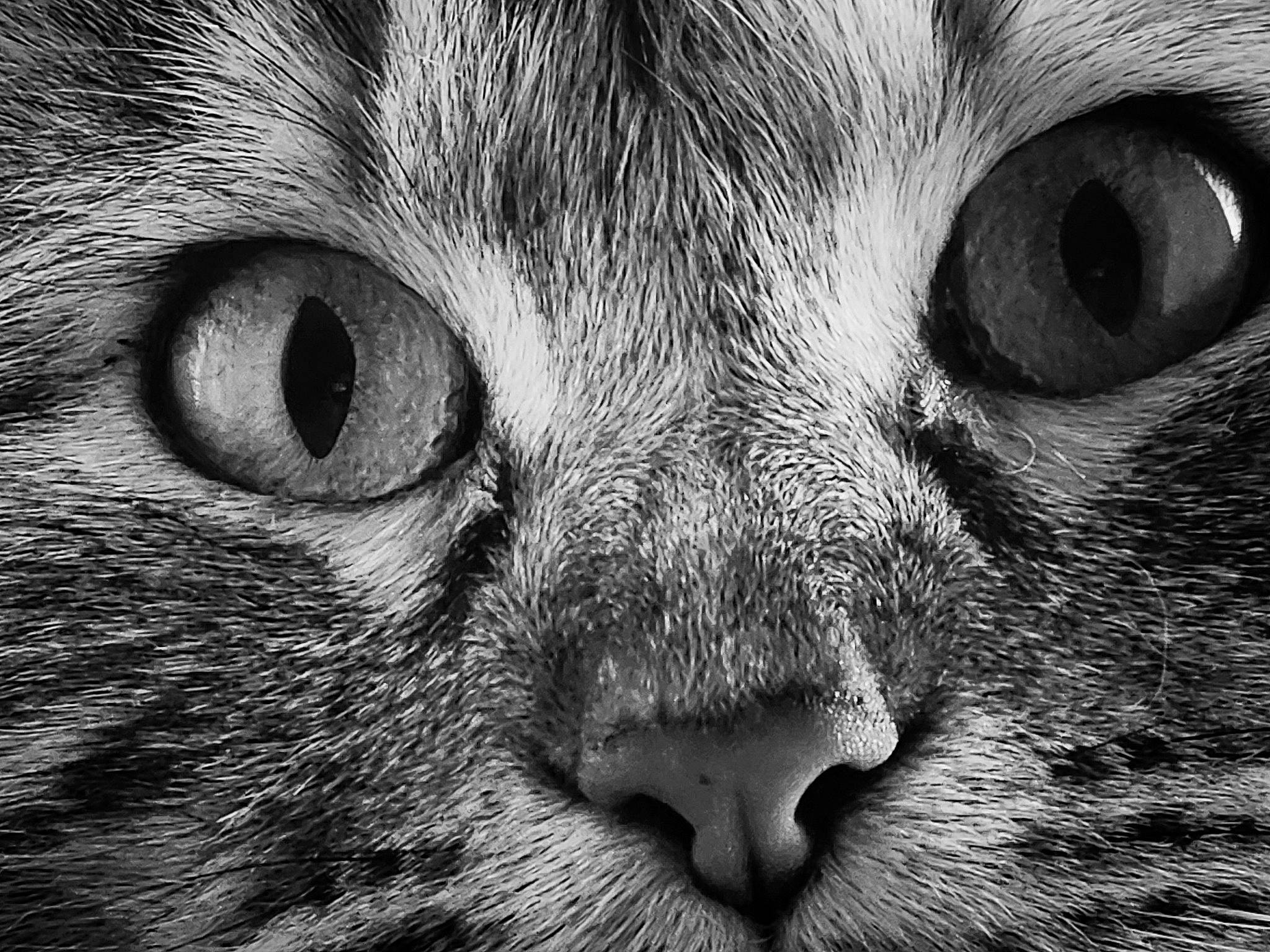 Freya joined the competition — help win amazing prizes! black, black_and_white, carnivore, cat, close_up, domestic_short_haired_cat, felidae, fur, grey, mammal, monochrome, monochrome_photography, small_to_medium_sized_cats, snout, style, terrestrial_animal, vertebrate, whiskers