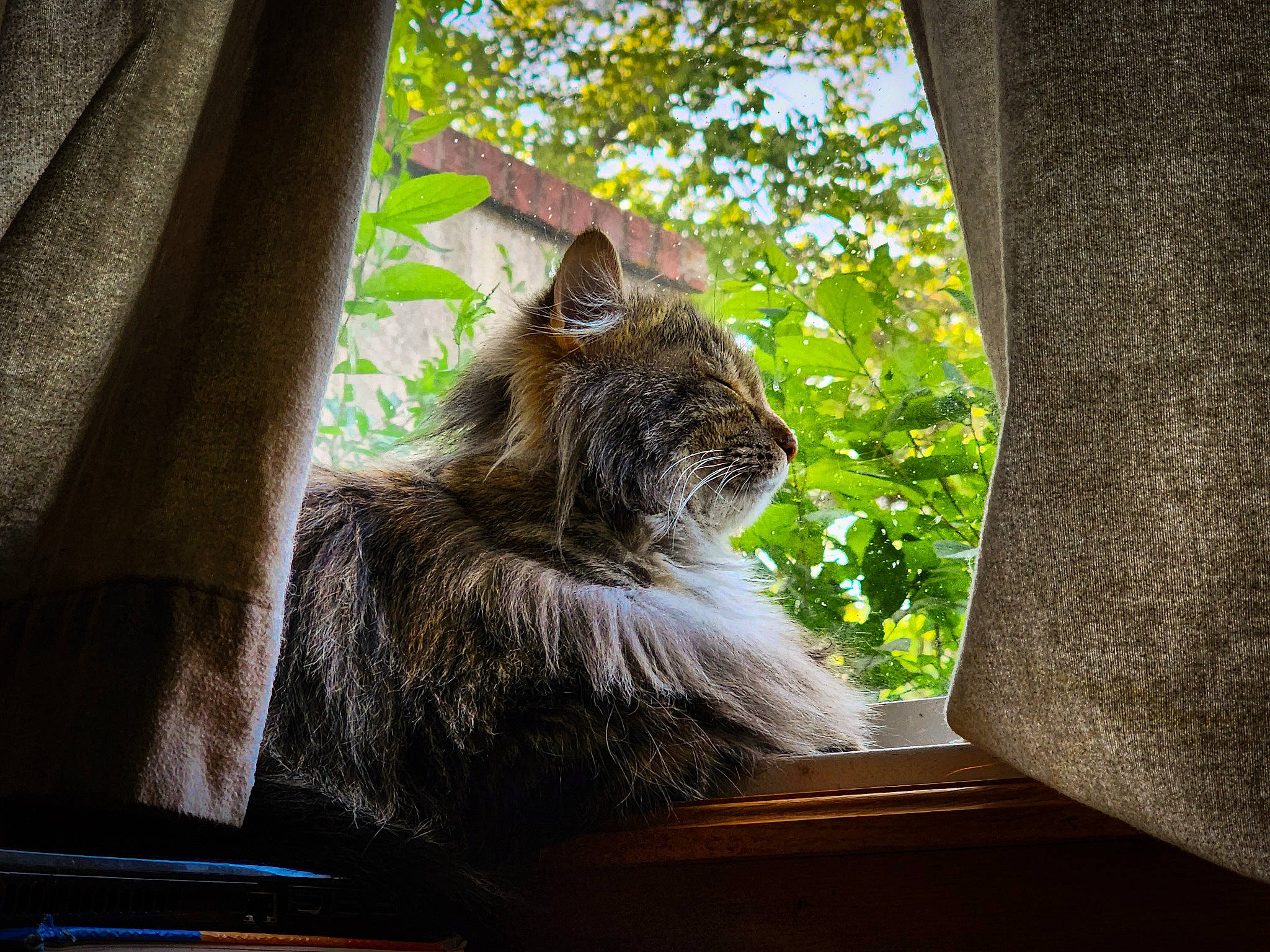 Freya joined the competition — help win amazing prizes! carnivore, cat, fawn, felidae, fur, grass, leaf, plant, shade, small_to_medium_sized_cats, snout, sunlight, tail, tints_and_shades, tree, trunk, twig, whiskers, window, wood