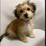 Arlo Grice joined the competition — help win amazing prizes! puppy, dog, fluffy, cute, pet, animal, white_background, sitting, fur, head_tilt, small, adorable, domestic_animal, young, canine, mammal, companion, indoor, looking, portrait