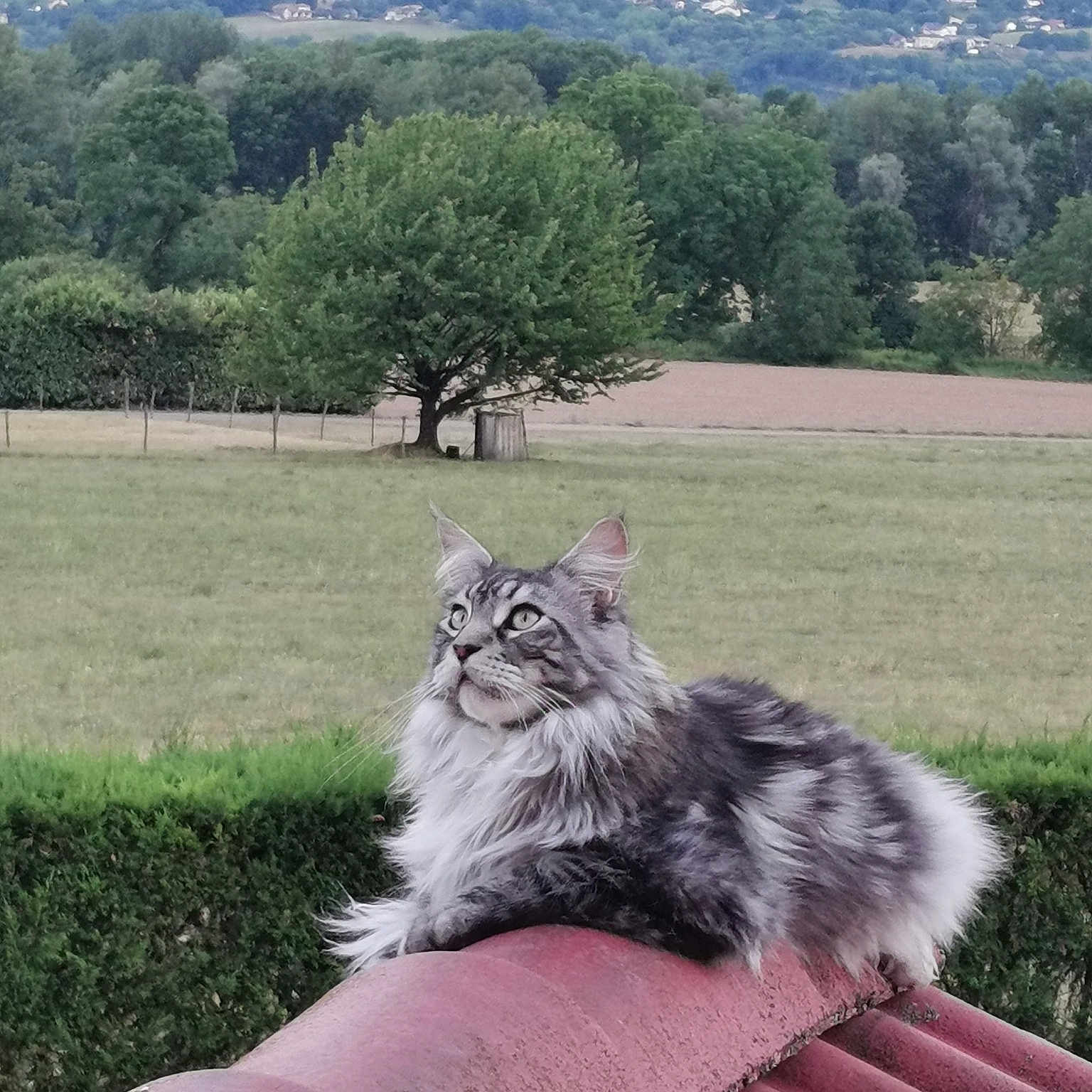 Pikachu De L'Enclos De Bonheur