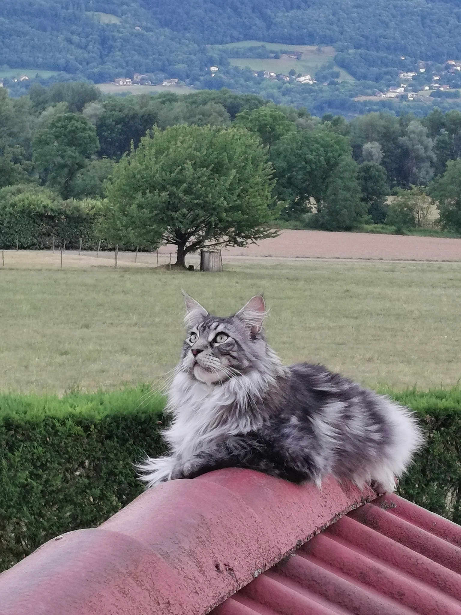 Pikachu De L'Enclos De Bonheur