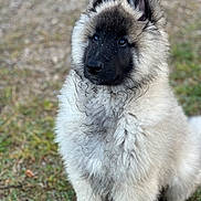 Vip participe au concours pour gagner de l'argent avec cette photo : adorable, animal, black_face, canine, curious, cute, dog, ears, face, fluffy, fur, grass, mammal, nature, outdoor, pet, puppy, sitting, wet, young