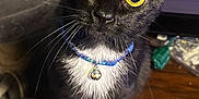 Binx is registered to the contest to win money with this photo: animal, bell, black_cat, cat, closeup, collar, curious, domestic_cat, feline, fur, head_tilt, indoor, looking_up, pet, portrait, sitting, whiskers, white_chest, wooden_table, yellow_eyes
