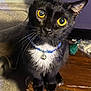 animal, bell, black_cat, cat, closeup, collar, curious, domestic_cat, feline, fur, head_tilt, indoor, looking_up, pet, portrait, sitting, whiskers, white_chest, wooden_table, yellow_eyes