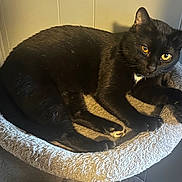 Binx is registered to the contest to win money with this photo: alert, animal, black_cat, cat, cat_bed, claws, cozy, curious, domestic_cat, feline, fur, indoor, mammal, paws, pet, relaxed, resting, soft_texture, whiskers, yellow_eyes