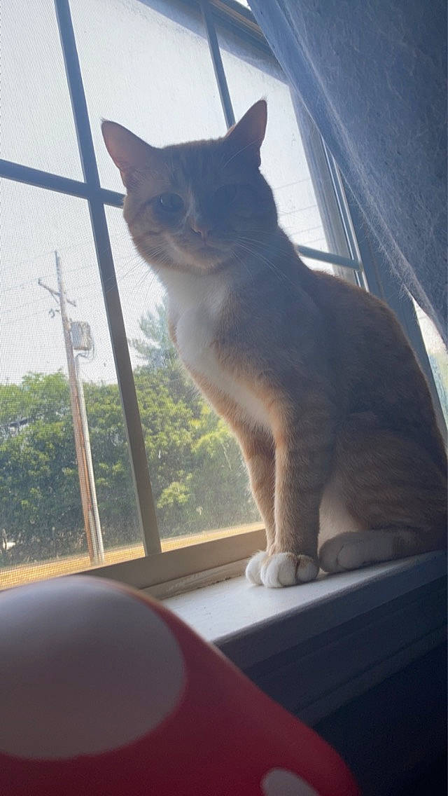 Drax joined the competition — help win amazing prizes! carnivore, cat, domestic_short_haired_cat, fawn, felidae, glass, mammal, shade, sky, small_to_medium_sized_cats, snout, sunlight, tail, tints_and_shades, tree, vertebrate, whiskers, window, windshield, wood