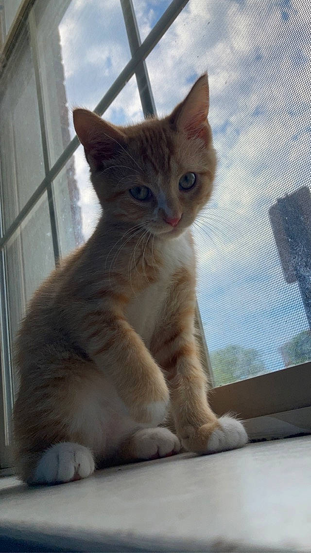 Drax joined the competition — help win amazing prizes! carnivore, cat, claw, cloud, domestic_short_haired_cat, fawn, felidae, fur, paw, sky, small_to_medium_sized_cats, snout, tail, terrestrial_animal, whiskers, window