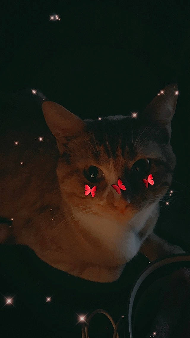 Drax joined the competition — help win amazing prizes! carmine, carnivore, cat, christmas_ornament, darkness, event, eye, fawn, felidae, fur, head, holiday, midnight, plant, small_to_medium_sized_cats, snout, space, tail, tree, whiskers