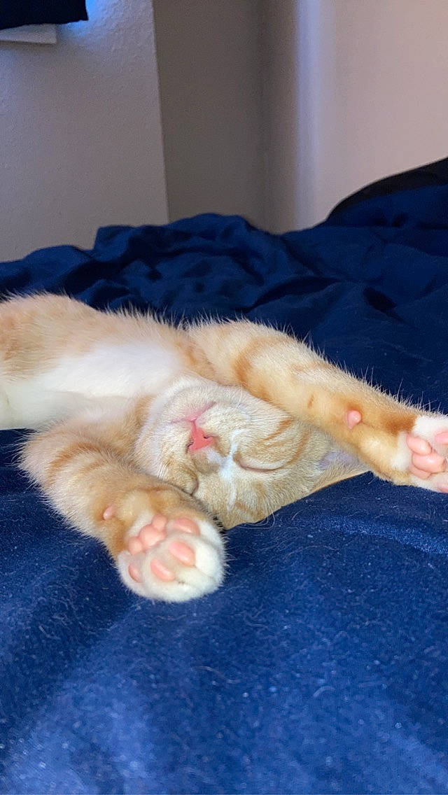 Drax is registered to the contest to win money with this photo: carnivore, cat, claw, comfort, domestic_short_haired_cat, fawn, felidae, foot, fur, gesture, human_leg, leg, linens, nail, nap, paw, small_to_medium_sized_cats, tail, toe, whiskers