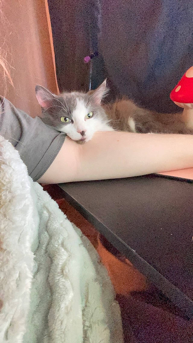 Athena joined the competition — help win amazing prizes! carmine, carnivore, cat, claw, comfort, domestic_short_haired_cat, eye, fawn, felidae, flooring, fur, grey, human_leg, lap, leg, mammal, paw, small_to_medium_sized_cats, tail, whiskers