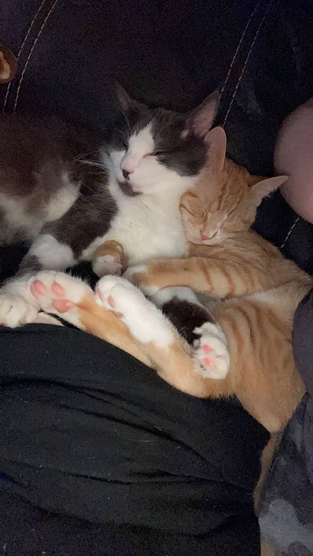 Athena joined the competition — help win amazing prizes! carnivore, cat, claw, cloud, comfort, domestic_short_haired_cat, felidae, fur, lap, mammal, nap, paw, sleep, small_to_medium_sized_cats, tail, vertebrate, whiskers