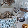 blue_eyes, cat, checkered_pattern, cloth, cozy, cute, decor, feline, flowers, glass_vase, indoor, kitten, marbles, pet, relaxed, soft_fur, still_life, table, vase, white_flowers