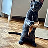 cat, gray_cat, playful, feather_toy, indoor, parquet_floor, pet, animal, feline, curious, paw, toy, home, floor, ears, whiskers, wide_eyes, standing, domestic_animal, wooden_floor