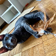 Brume a rejoint le concours — aidez-le/la à gagner de superbes lots ! cat, gray_cat, pet, indoor, wooden_floor, feather_toy, playful, animal, feline, curious, paw, close_up, lying_down, domestic_cat, toy, sharp_eyes, floor, home, blurred_background, cute