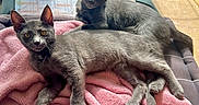 Brume participe au concours pour gagner de l'argent avec cette photo : cat, gray_cat, pet, animal, feline, indoor, blanket, pink_blanket, relaxed, sunlight, cozy, floor, wood_floor, window, curious, looking_at_camera, resting, two_cats, ears, whiskers