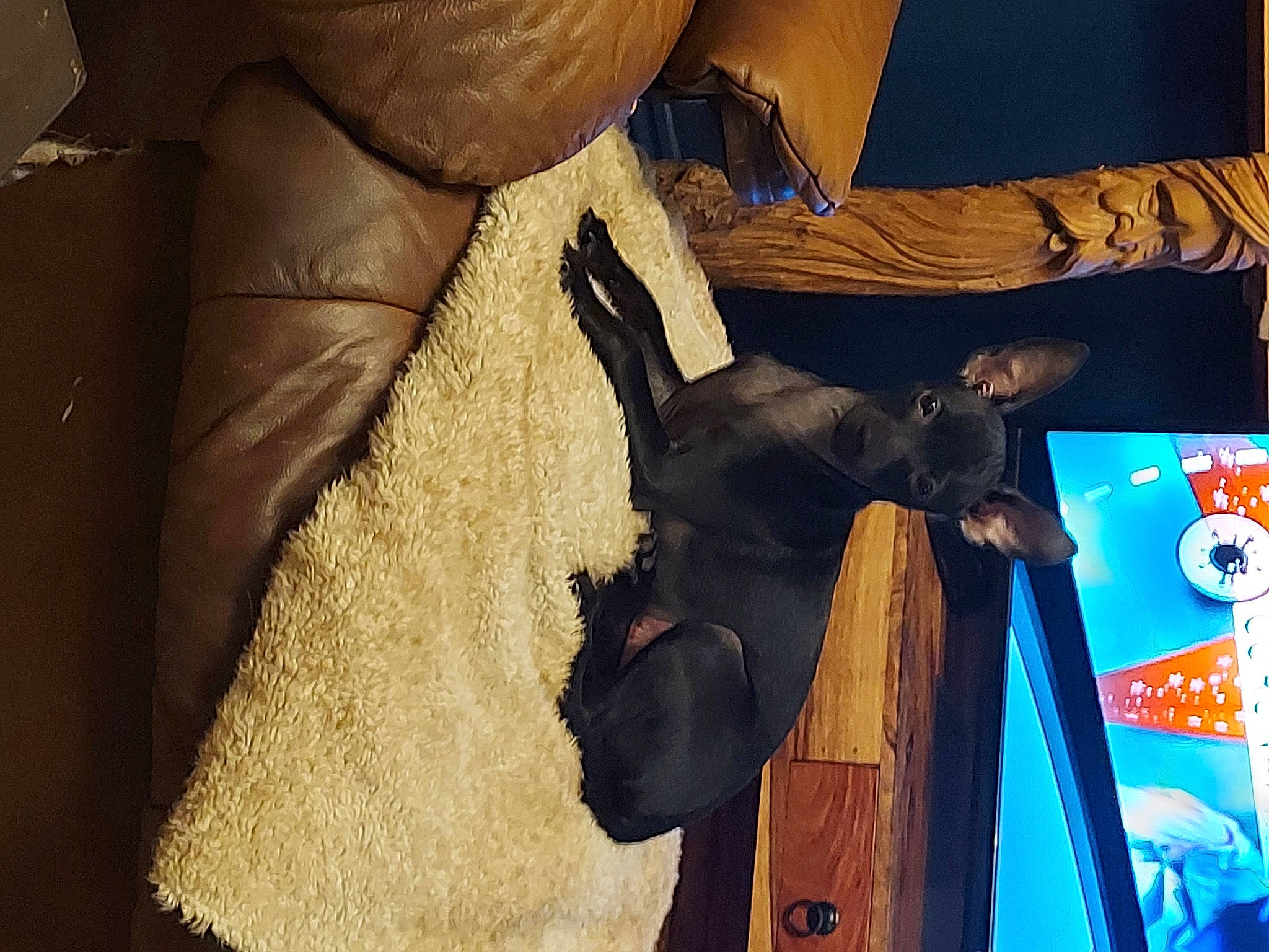 Mya is registered to the contest to win money with this photo: bag, carnivore, dog, dog_breed, electric_blue, fawn, fur, gesture, guard_dog, hat, helmet, logo, luggage_and_bags, personal_protective_equipment, room, wood