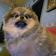 Vicking a rejoint le concours — aidez-le/la à gagner de superbes lots ! dog, pomeranian, pet, fluffy, fur, portrait, close_up, indoors, home, wall, painting, doorway, ceiling, cute, nose, eyes, sitting, animal, companion, whiskers