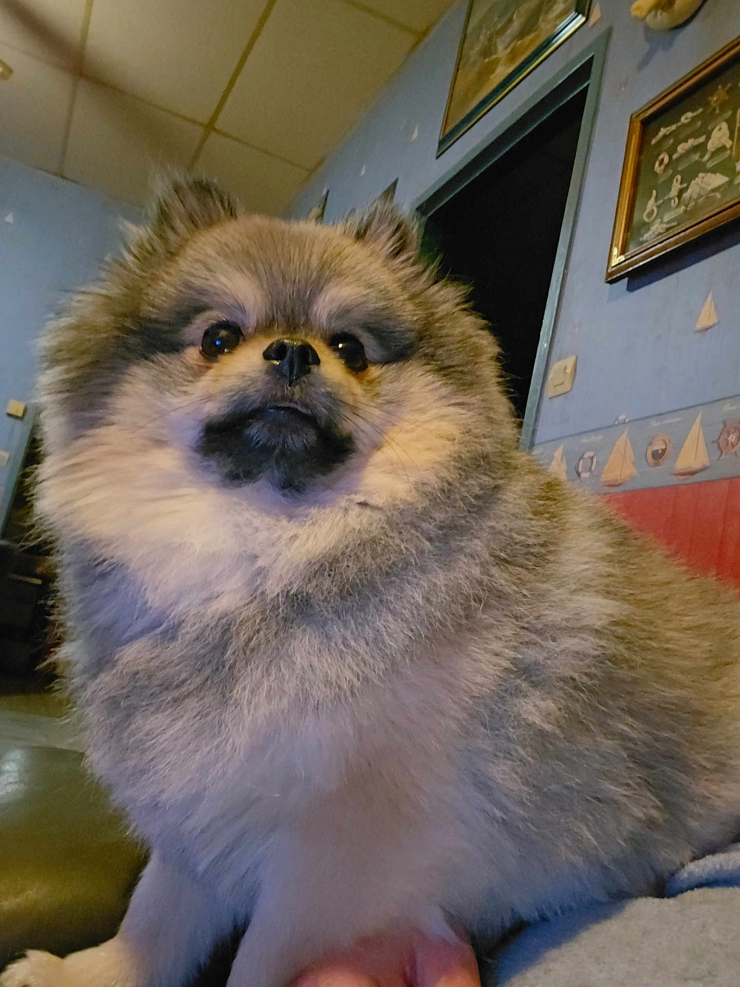 Vicking a rejoint le concours — aidez-le/la à gagner de superbes lots ! dog, pomeranian, pet, fluffy, fur, portrait, close_up, indoors, home, wall, painting, doorway, ceiling, cute, nose, eyes, sitting, animal, companion, whiskers