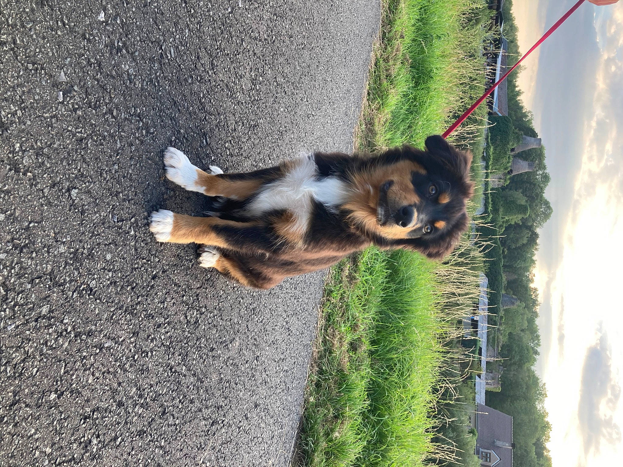 Mookie participe au concours pour gagner de l'argent avec cette photo : canidae, carnivore, cat, dog, dog_breed, felidae, puppy, small_to_medium_sized_cats, sporting_group, tail