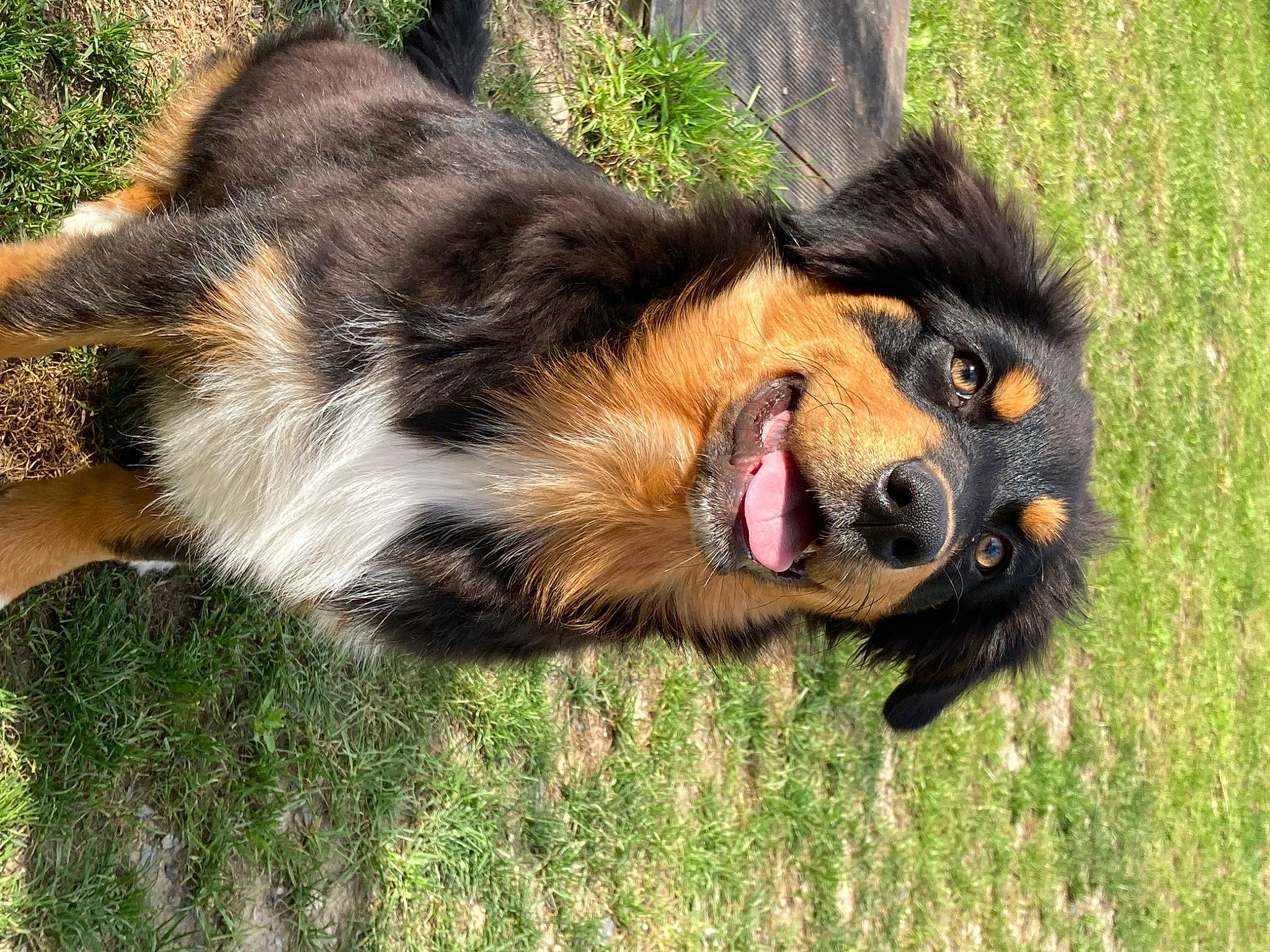 Mookie participe au concours pour gagner de l'argent avec cette photo : australian_shepherd, canidae, carnivore, companion_dog, dog, dog_breed, english_shepherd, grass, hovawart, mammal, snout, sporting_group, vertebrate