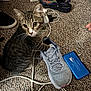 Baby Cat joined the competition — help win amazing prizes! cat, tabby_cat, sneaker, shoe, crocs, carpet, charging_cables, charger, handheld_console, gum_packet, pens, calculator, indoor, whiskers, big_eyes, curious, sitting, clutter, human_hand, floor