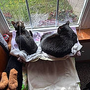 Baby Cat is registered to the contest to win money with this photo: cat, cats, tabby_cat, black_cat, window, windowsill, blanket, towel, pet, indoor, home, backyard, grass, rock_garden, plant, cozy, sleeping, resting, stuffed_animal, sunlight
