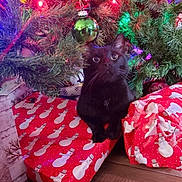 Stormy is registered to the contest to win money with this photo: cat, black_cat, christmas_tree, ornament, bauble, presents, gift_wrap, wrapping_paper, holiday_lights, festive, pine_branches, curious, wide_eyes, indoors, pet, decorations, close_up, wood_floor, sitting, reflection