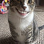 Cooper is registered to the contest to win money with this photo: cat, tabby_cat, pet, close_up, smile, toothy, whiskers, fur, ears, eyes, nose, paw, sitting, carpet, indoor, toy, background, playful, portrait, human_teeth_filter