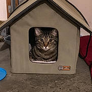 Cooper joined the competition — help win amazing prizes! cat, tabby_cat, pet, pet_house, indoor, concrete_floor, blue_bowl, striped_fur, feline, portrait, sitting, eyes, whiskers, cozy, shelter, fabric_house, doorway, centered, looking_at_camera, logo