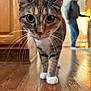 cat, tabby_cat, close_up, big_eyes, whiskers, white_paws, hardwood_floor, indoor, person, blurred_person, background, door, cabinet, home, pet, animal, portrait, curiosity, walking, reflection