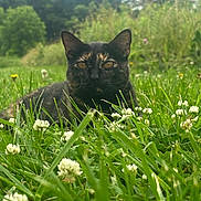 Calli is registered to the contest to win money with this photo: cat, tortoiseshell_cat, feline, grass, clover, wildflower, outdoor, meadow, nature, close_up, portrait, whiskers, ears, yellow_eyes, greenery, blurred_background, low_angle, summer, relaxed, foreground_flowers