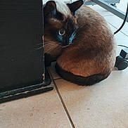 Lyna a rejoint le concours — aidez-le/la à gagner de superbes lots ! cat, siamese_cat, pet, indoor, tiled_floor, furniture, corner, whiskers, curled, brown_fur, black_mask, eye, cable, wheel, close_up, sitting, floor_tile, domestic_animal, scuffed_furniture, shadow