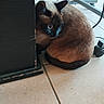 black_mask, brown_fur, cable, cat, close_up, corner, curled, domestic_animal, eye, floor_tile, furniture, indoor, pet, scuffed_furniture, shadow, siamese_cat, sitting, tiled_floor, wheel, whiskers